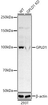 [KD Validated] GPLD1 Rabbit pAb