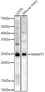 N6AMT1/HEMK2 Rabbit pAb