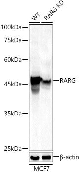 [KD Validated] RARG Rabbit pAb