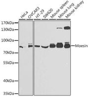 Moesin Rabbit pAb
