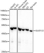 GLUD1/2 Rabbit mAb