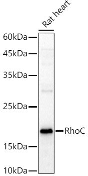 RhoC Rabbit pAb