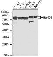 Hsp90β Rabbit pAb