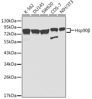 Hsp90β Rabbit pAb