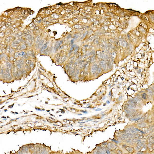 Hsp90β Rabbit pAb