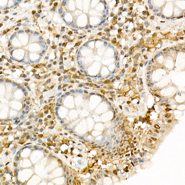 Hsp90β Rabbit pAb