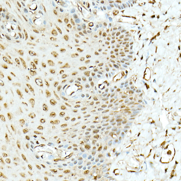 Hsp90β Rabbit pAb
