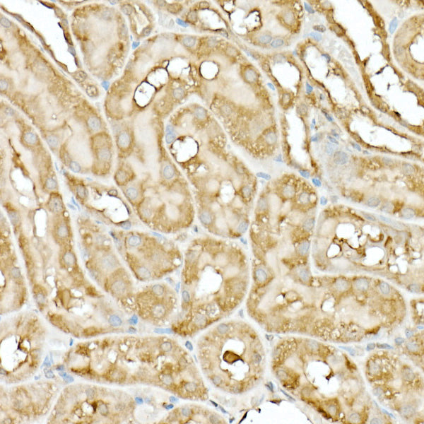 Hsp90β Rabbit pAb