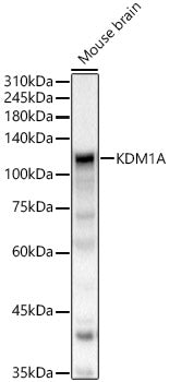 KDM1A Rabbit pAb