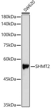 SHMT2 Rabbit pAb