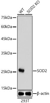 SOD2 Rabbit pAb