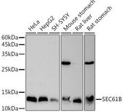 SEC61B Rabbit pAb