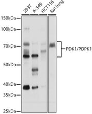 PDK1/PDPK1 Rabbit pAb