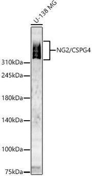 NG2/CSPG4 Rabbit pAb