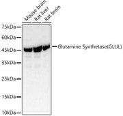 Glutamine Synthetase (GLUL) Rabbit pAb