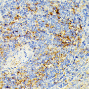 ECE1 Rabbit pAb