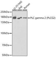 PLC gamma 2 (PLCG2) Rabbit pAb