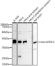 macroH2A.1 Rabbit pAb
