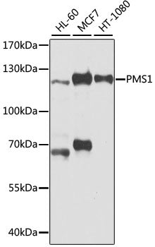 PMS1 Rabbit pAb