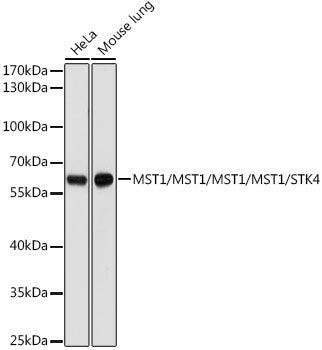 MST1 Rabbit pAb