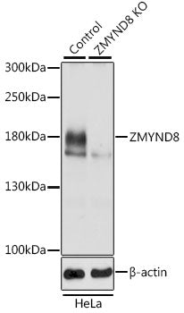 [KO Validated] ZMYND8 Rabbit pAb