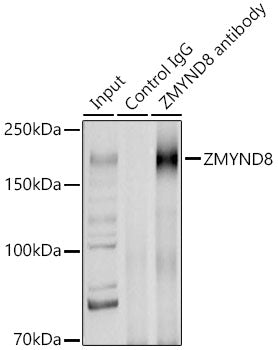 [KO Validated] ZMYND8 Rabbit pAb