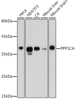 PPP1CA Rabbit pAb