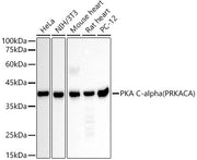 [KD Validated] PKA C-alpha (PRKACA) Mouse mAb