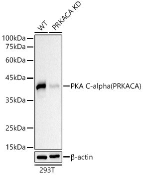 [KD Validated] PKA C-alpha (PRKACA) Mouse mAb