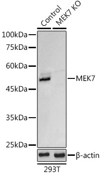 [KO Validated] MEK7 Rabbit pAb