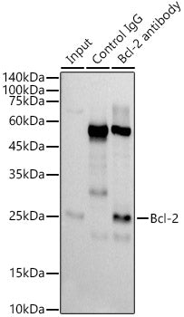 [KD Validated] Bcl-2 Rabbit mAb