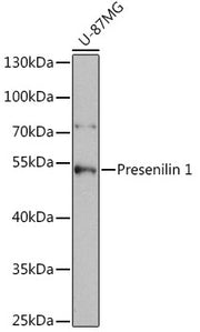 Presenilin 1 Rabbit pAb