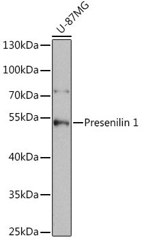 Presenilin 1 Rabbit pAb