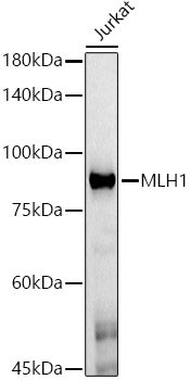[KO Validated] MLH1 Mouse mAb