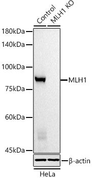 [KO Validated] MLH1 Mouse mAb