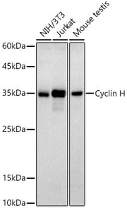 Cyclin H Rabbit mAb