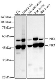 [KD Validated] JNK1 Rabbit mAb