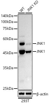 [KD Validated] JNK1 Rabbit mAb