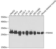PSMA6 Rabbit pAb
