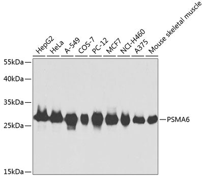 PSMA6 Rabbit pAb