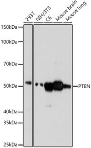 PTEN Rabbit mAb