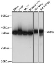 LDHA Rabbit mAb