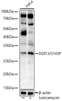 [KO Validated] DDIT3/CHOP Rabbit mAb