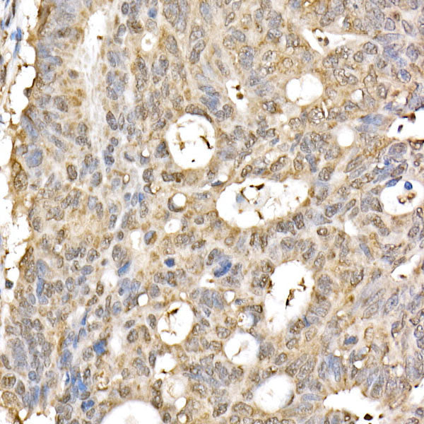 [KO Validated] DDIT3/CHOP Rabbit mAb