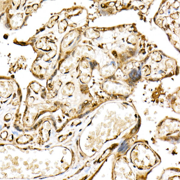 [KO Validated] DDIT3/CHOP Rabbit mAb