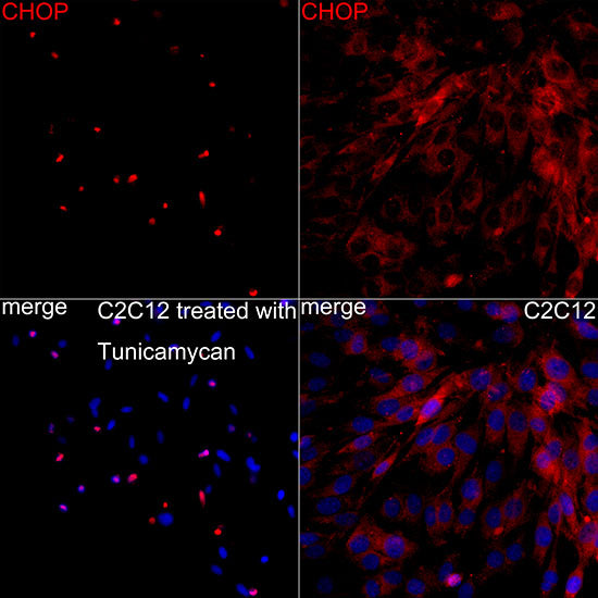 [KO Validated] DDIT3/CHOP Rabbit mAb