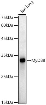 MyD88 Rabbit mAb