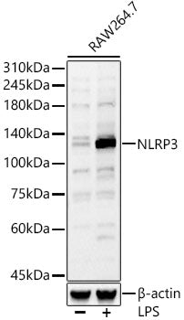NLRP3 Rabbit pAb