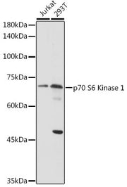 p70 S6 Kinase 1 Rabbit pAb
