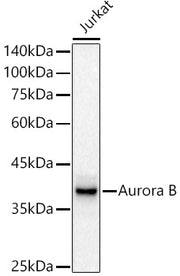 [KD Validated] Aurora B Rabbit mAb